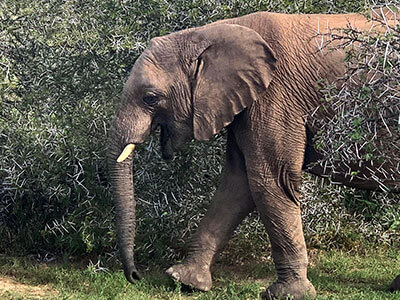 Shamwari Private Game Reserve