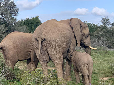 Shamwari Private Game Reserve