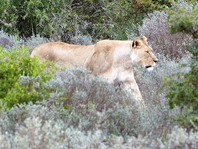 Shamwari Private Game Reserve
