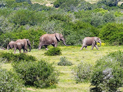 Shamwari Private Game Reserve