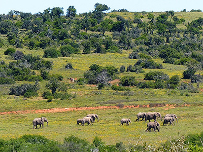 Shamwari Private Game Reserve
