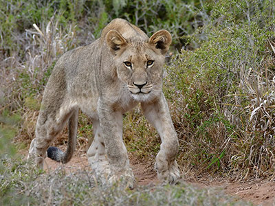 Shamwari Private Game Reserve