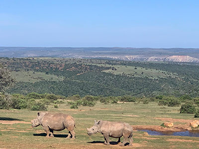 Shamwari Private Game Reserve