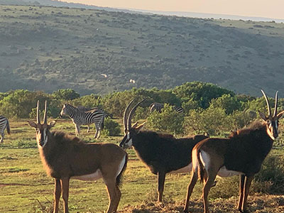 Shamwari Private Game Reserve