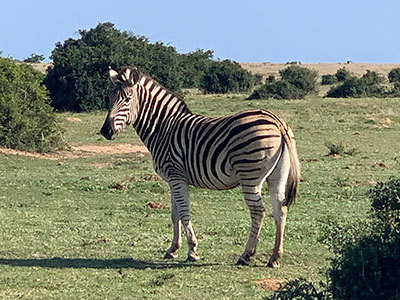 Shamwari Private Game Reserve