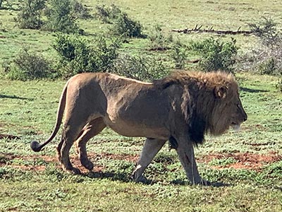 Shamwari Private Game Reserve