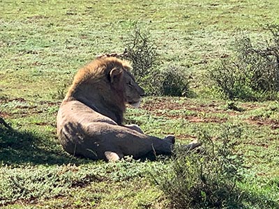 Shamwari Private Game Reserve