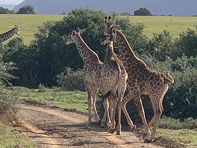 Shamwari Private Game Reserve