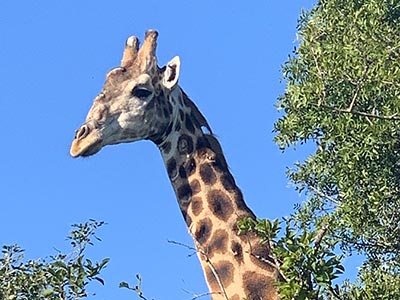 Shamwari Private Game Reserve